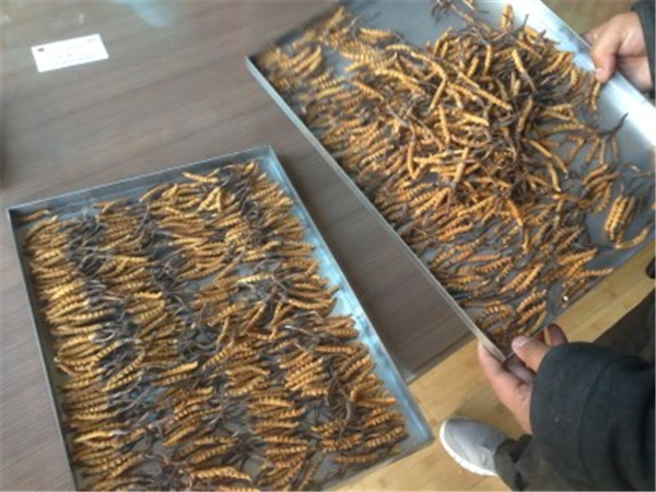 確保制藥凍干機高效運行的參數(shù)設置技巧與方法